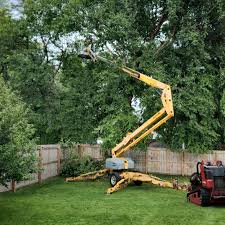 Best Tree Removal  in Belvedere, SC