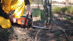 Best Tree Trimming and Pruning  in Belvedere, SC