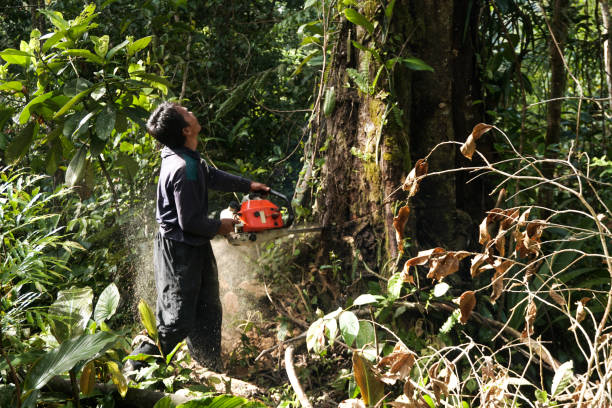 Best Fruit Tree Pruning  in Belvedere, SC