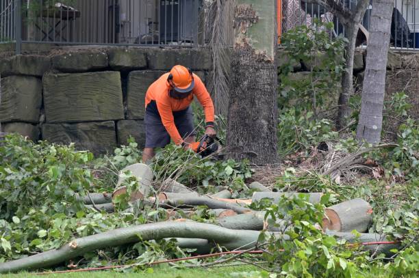 Why Choose Our Tree Removal Services in Belvedere, SC?