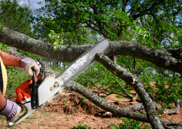 Best Tree Preservation Services  in Belvedere, SC